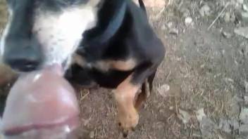 Moist cock being slurped by a hot beast in this spot