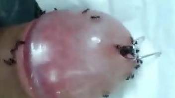 Dude enjoys masturbation with ants on his erect dick