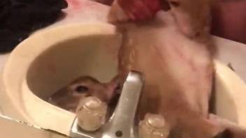 Animal sex in the sink after a bit of hard jerk off