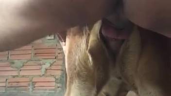 Guy thrusts his dick into a filthy beast from the rear