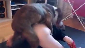 Flexible lady getting rammed by a twisted doggo