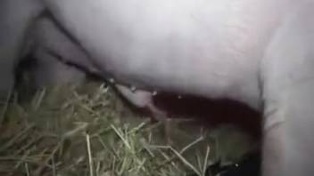 Swine discovers a method to screw this woman using its impressive penis