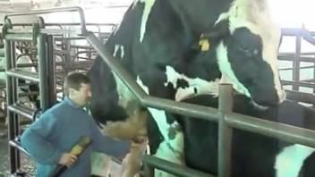 Hot beasts screwing wildly in a steamy bestiality clip