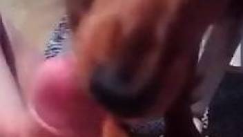Nice fucking video with a dog that loves dick
