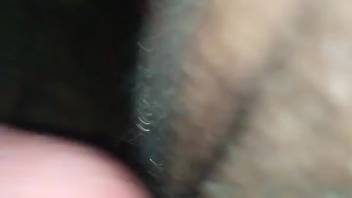 Unique reward for an aroused guy experimenting with bestiality