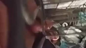 Guy roughly penetrates fluffy canine until he climaxes