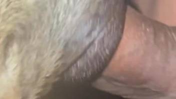 Guy with a veiny penis is having fun with a beast