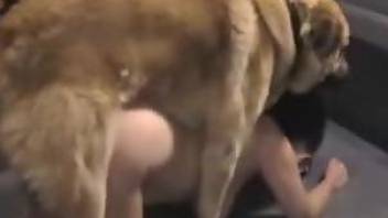Chubby amateur MILF getting power-fucked by a dog