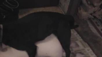Black dog destroying a mature slut's holes on cam