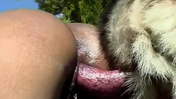 Tanned Latina sucking a dog's massive cock on cam
