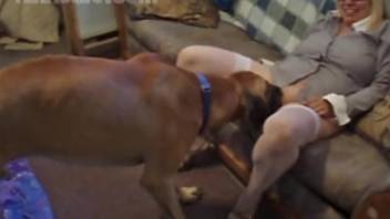 Blonde in stockings gets fucked by a big-dicked brown dog