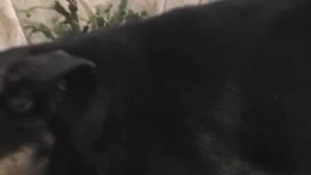 Chubby novice woman being pounded doggy style by a monster