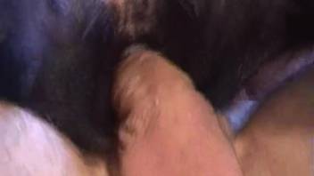 Raunchy clips of dog bestiality porn featuring an aroused guy