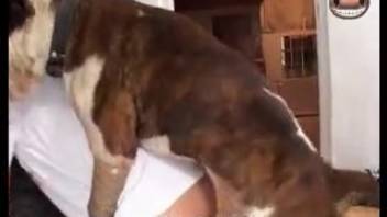 Wild bestiality encounters with dogs and promiscuous women