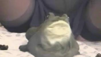 Nylons-clad babe stuffs a toad into her pussy