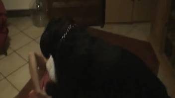 Naked chick animal sex show live on webcam with her pup